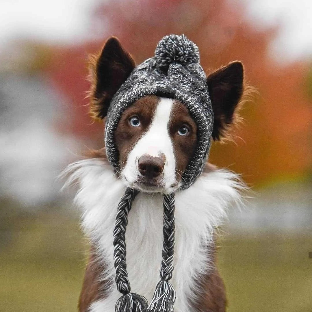 Warm & Stylish Winter Pet Hat