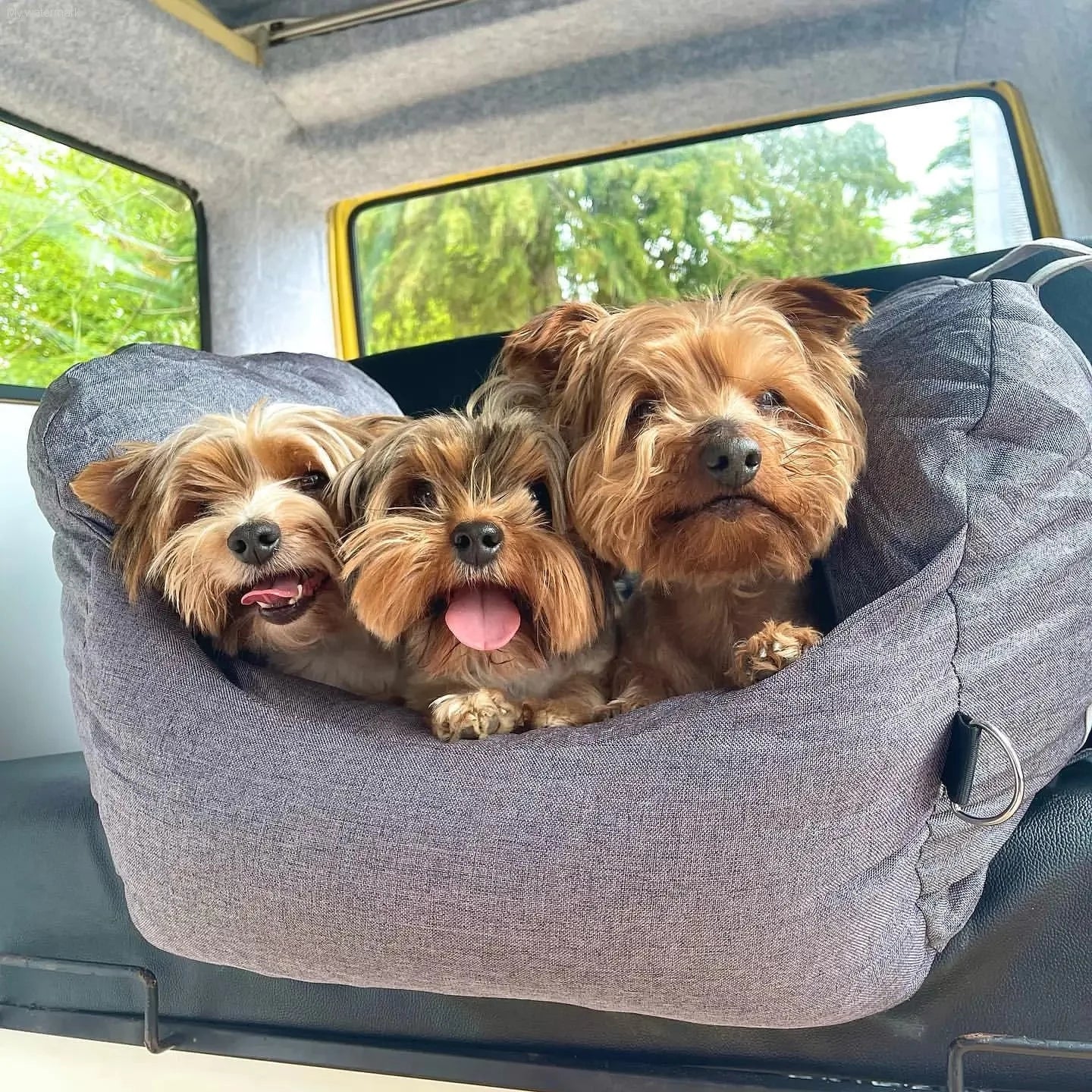  Comfortable & Portable Pet Bed for Travel 